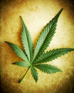 Cannabis leaf on grunge background, shallow DOF.