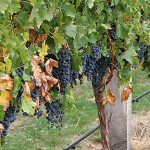Vine, Branches and Denominations
